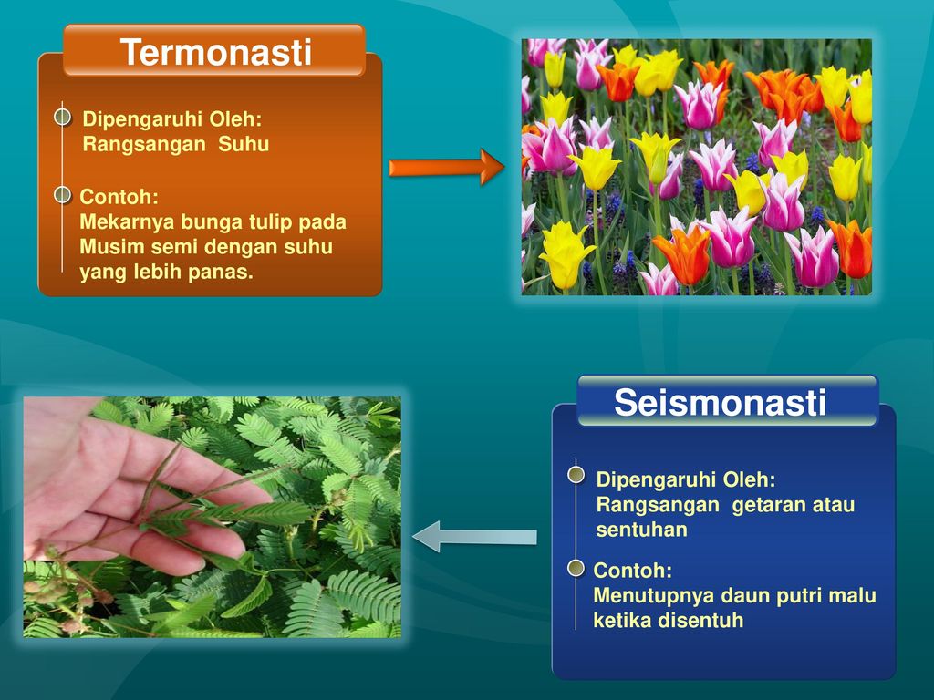 Detail Contoh Tumbuhan Nasti Nomer 35