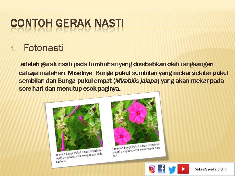 Detail Contoh Tumbuhan Nasti Nomer 55