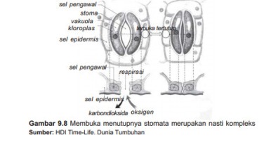 Detail Contoh Tumbuhan Nasti Nomer 56