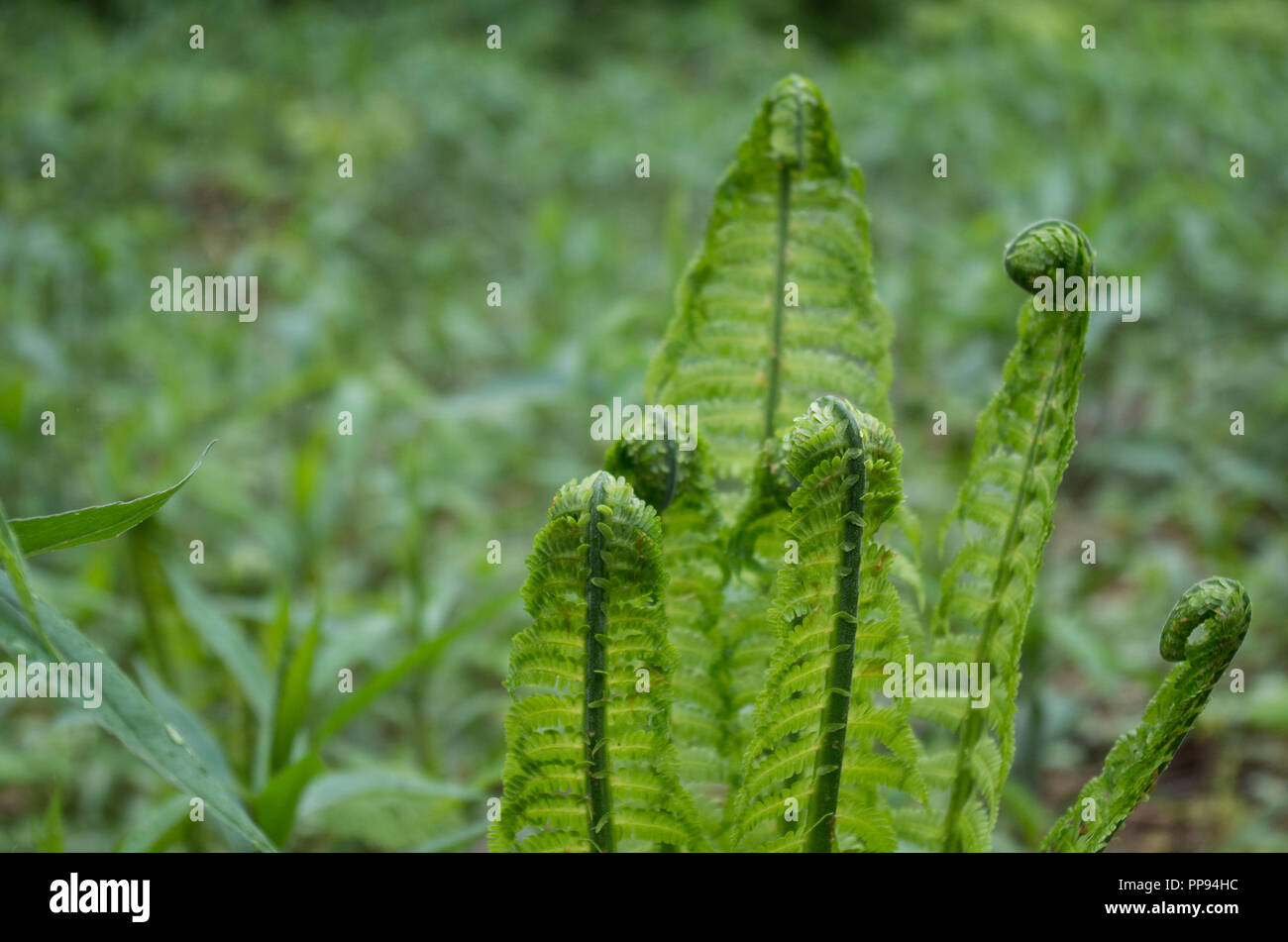 Detail Contoh Tumbuhan Paku Heterospora Nomer 25