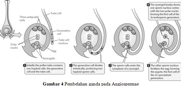 Detail Contoh Tumbuhan Pembuahan Ganda Nomer 14