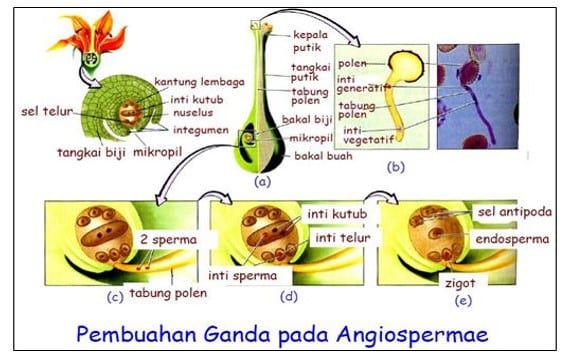 Detail Contoh Tumbuhan Pembuahan Ganda Nomer 18