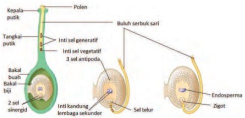 Detail Contoh Tumbuhan Pembuahan Ganda Nomer 25