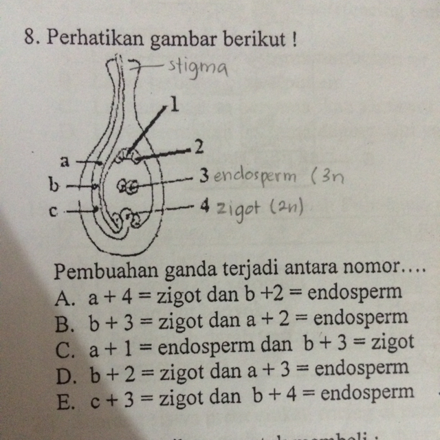 Detail Contoh Tumbuhan Pembuahan Ganda Nomer 46