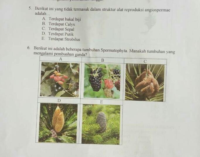 Detail Contoh Tumbuhan Pembuahan Ganda Nomer 9