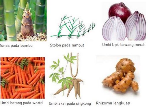 Detail Contoh Tumbuhan Rhizoma Nomer 27