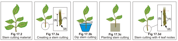 Detail Contoh Tumbuhan Stek Daun Nomer 34