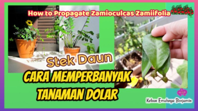 Detail Contoh Tumbuhan Stek Daun Nomer 38