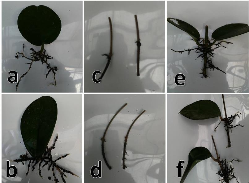 Detail Contoh Tumbuhan Stek Daun Nomer 40