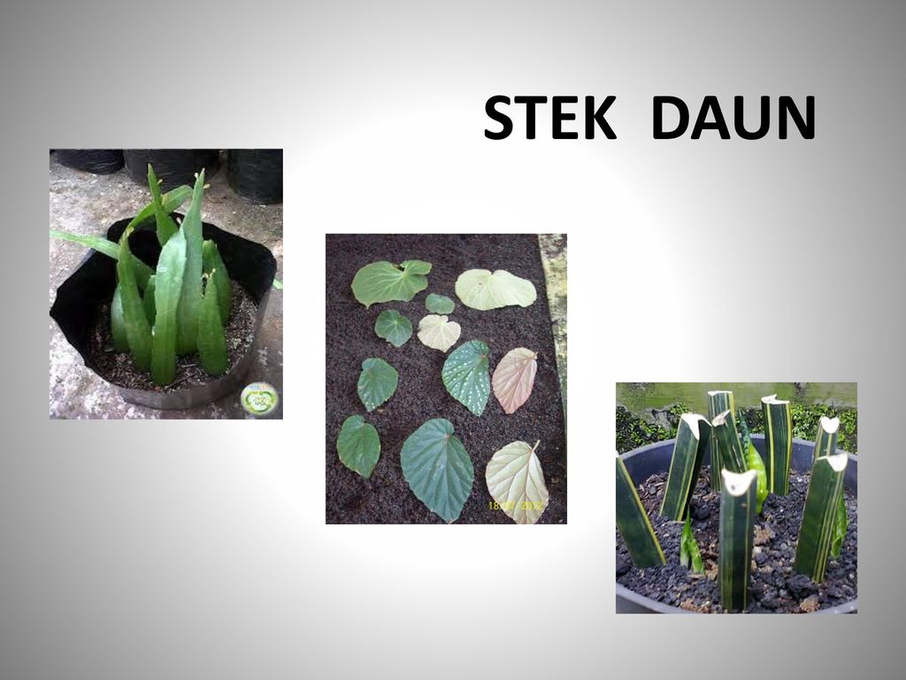 Detail Contoh Tumbuhan Stek Daun Nomer 46