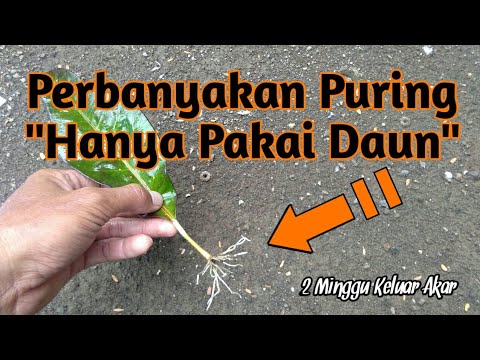 Detail Contoh Tumbuhan Stek Daun Nomer 50