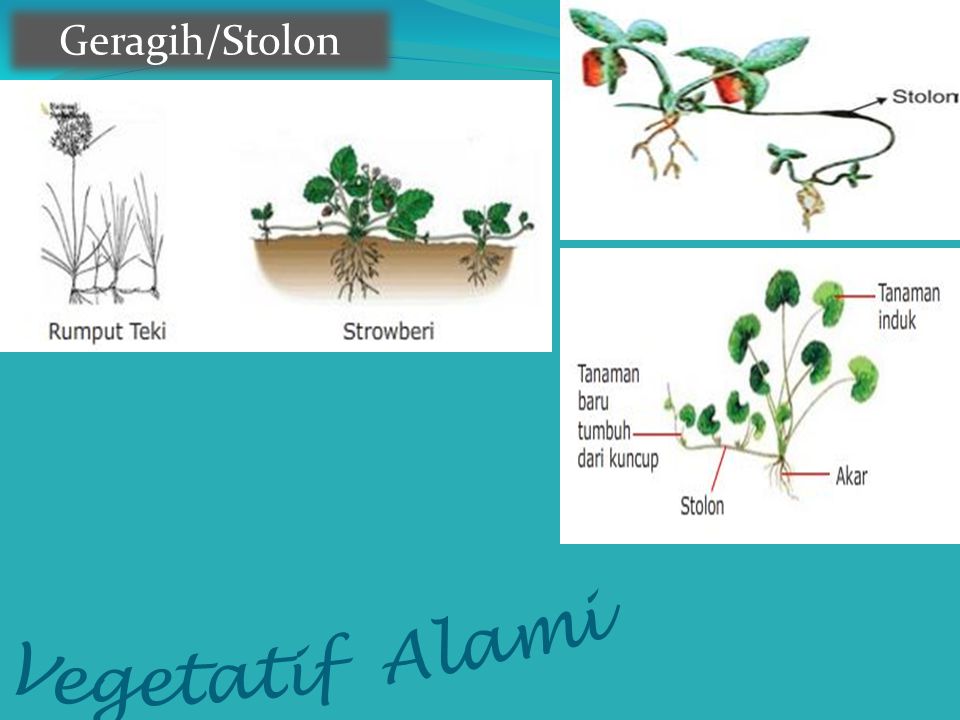 Detail Contoh Tumbuhan Stolon Nomer 31