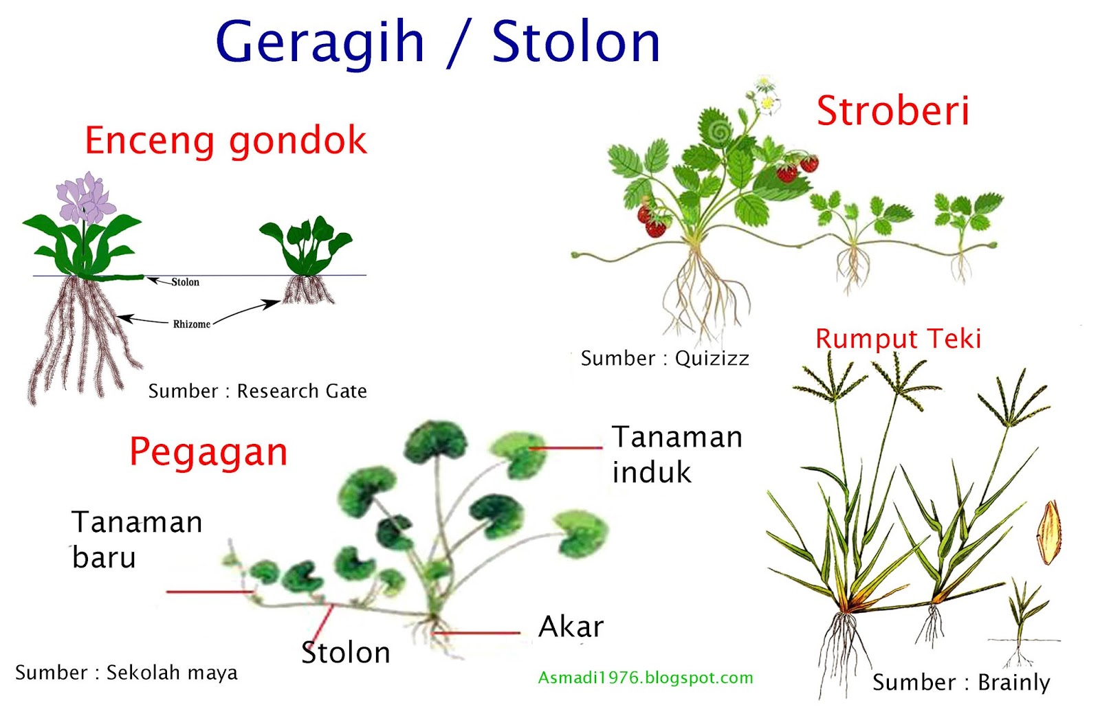 Detail Contoh Tumbuhan Stolon Nomer 54