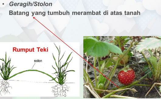 Detail Contoh Tumbuhan Stolon Nomer 56