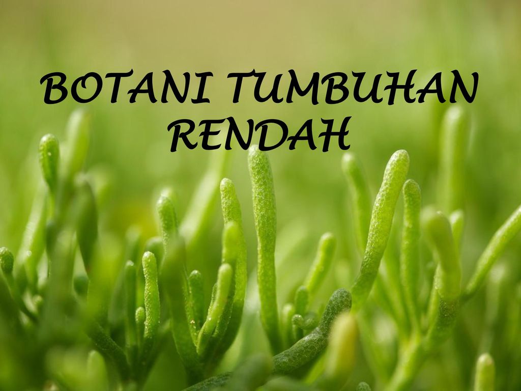 Detail Contoh Tumbuhan Tingkat Rendah Nomer 16