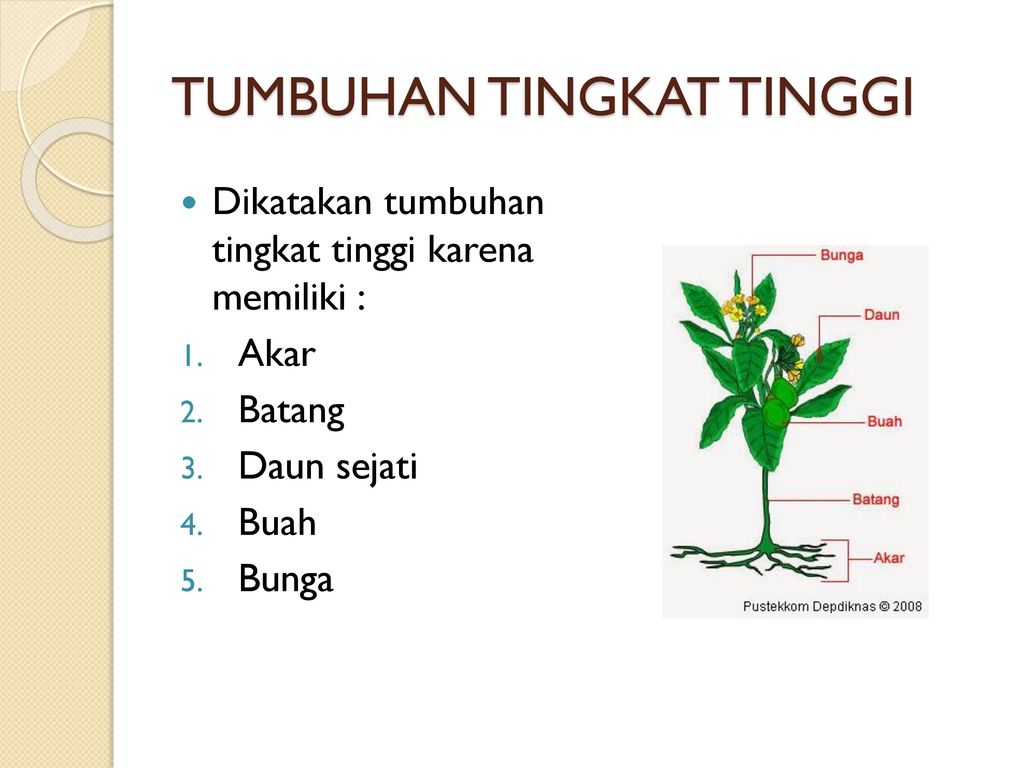 Contoh Tumbuhan Tingkat Tinggi - KibrisPDR