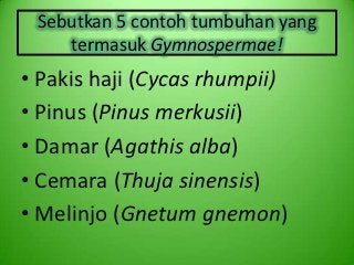 Detail Contoh Tumbuhan Tingkat Tinggi Nomer 24