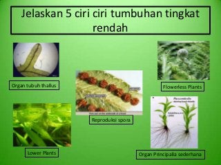 Detail Contoh Tumbuhan Tingkat Tinggi Nomer 35