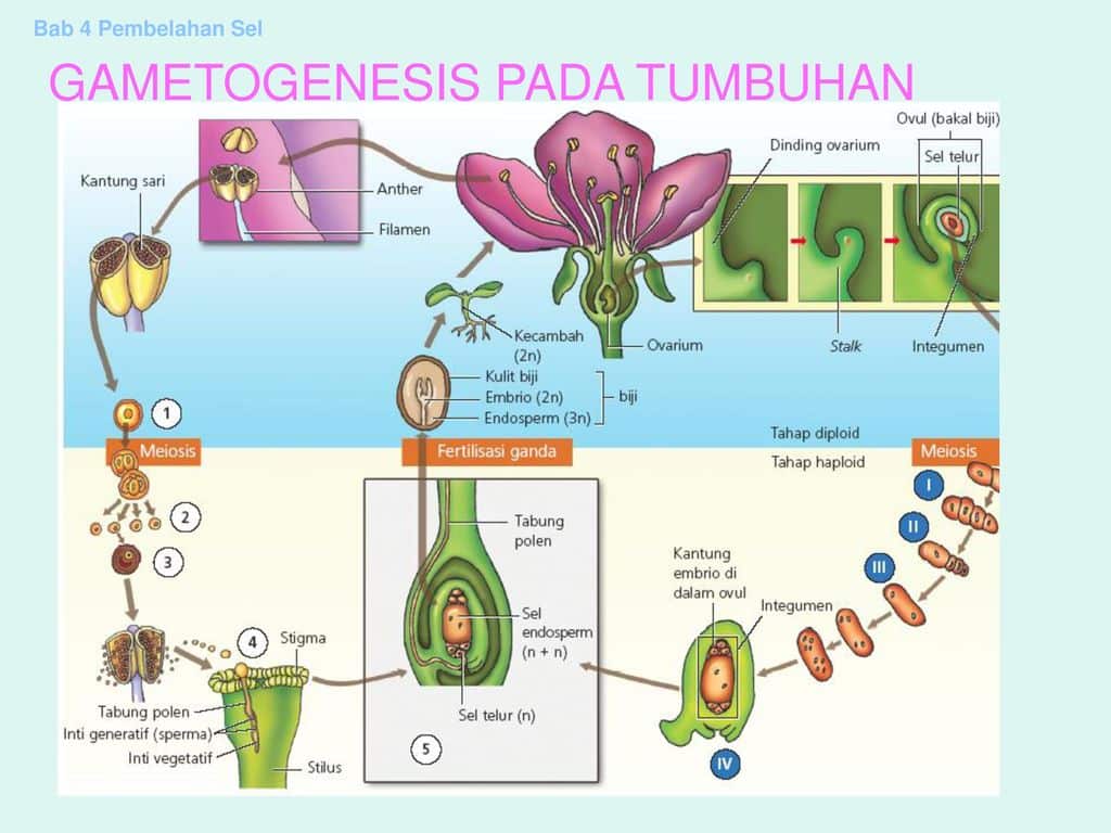 Detail Contoh Tumbuhan Tingkat Tinggi Nomer 40