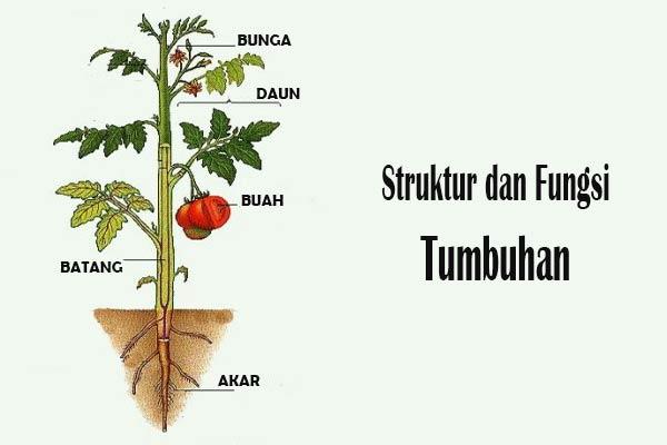 Detail Contoh Tumbuhan Tingkat Tinggi Nomer 50