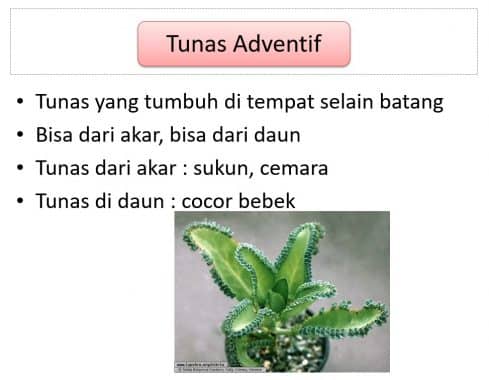 Detail Contoh Tumbuhan Tunas Nomer 52