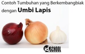 Detail Contoh Tumbuhan Umbi Lapis Dan Manfaatnya Nomer 29