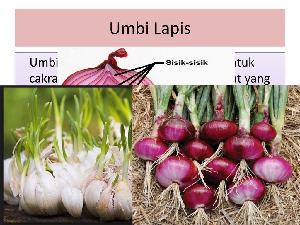 Detail Contoh Tumbuhan Umbi Lapis Dan Manfaatnya Nomer 9