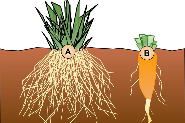 Detail Contoh Tumbuhan Yang Berakar Serabut Nomer 2