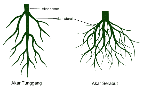 Detail Contoh Tumbuhan Yang Berakar Serabut Nomer 29