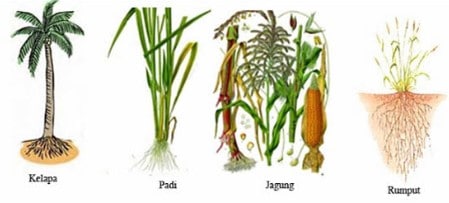 Detail Contoh Tumbuhan Yang Berakar Serabut Nomer 5