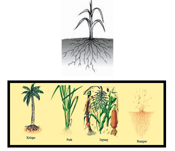 Detail Contoh Tumbuhan Yang Berakar Serabut Nomer 6