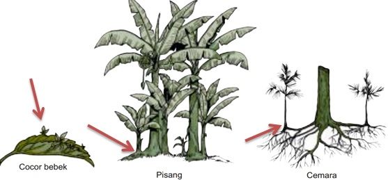 Detail Contoh Tumbuhan Yang Berkembang Biak Dengan Generatif Nomer 22