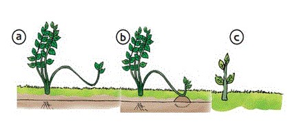 Detail Contoh Tumbuhan Yang Berkembang Biak Dengan Merunduk Nomer 11