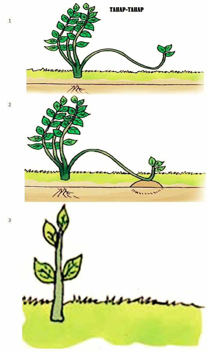Detail Contoh Tumbuhan Yang Berkembang Biak Dengan Merunduk Nomer 4