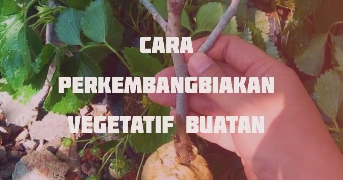 Detail Contoh Tumbuhan Yang Berkembang Biak Dengan Merunduk Nomer 54