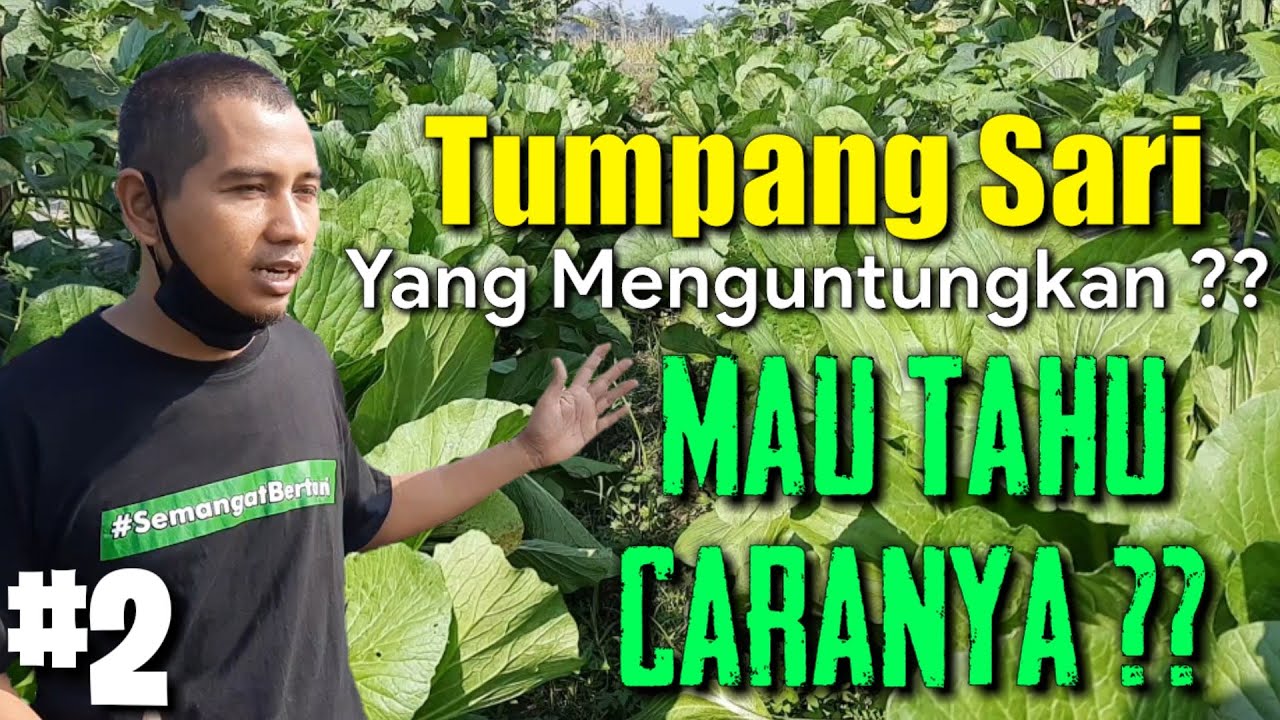 Detail Contoh Tumpang Sari Nomer 47
