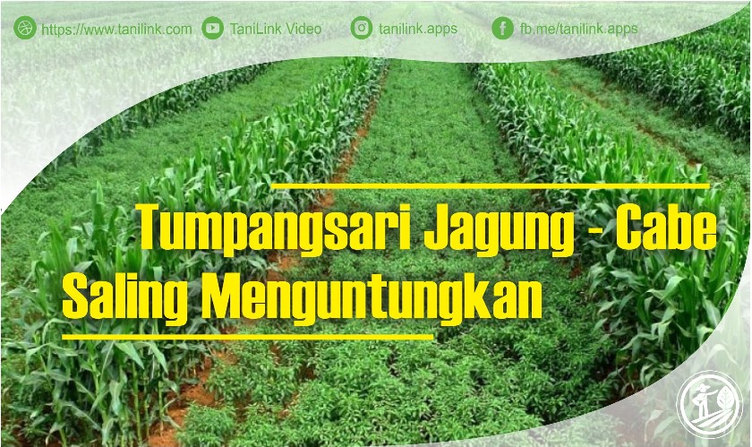 Detail Contoh Tumpang Sari Nomer 6