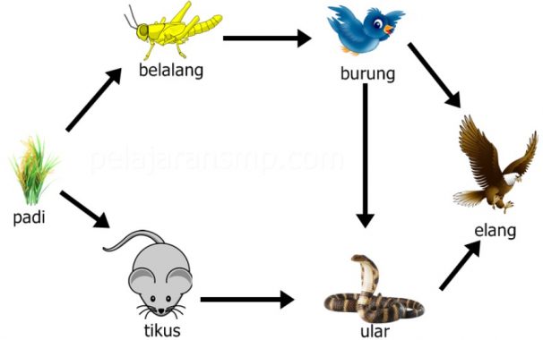 Detail Contoh Unsur Biotik Nomer 11