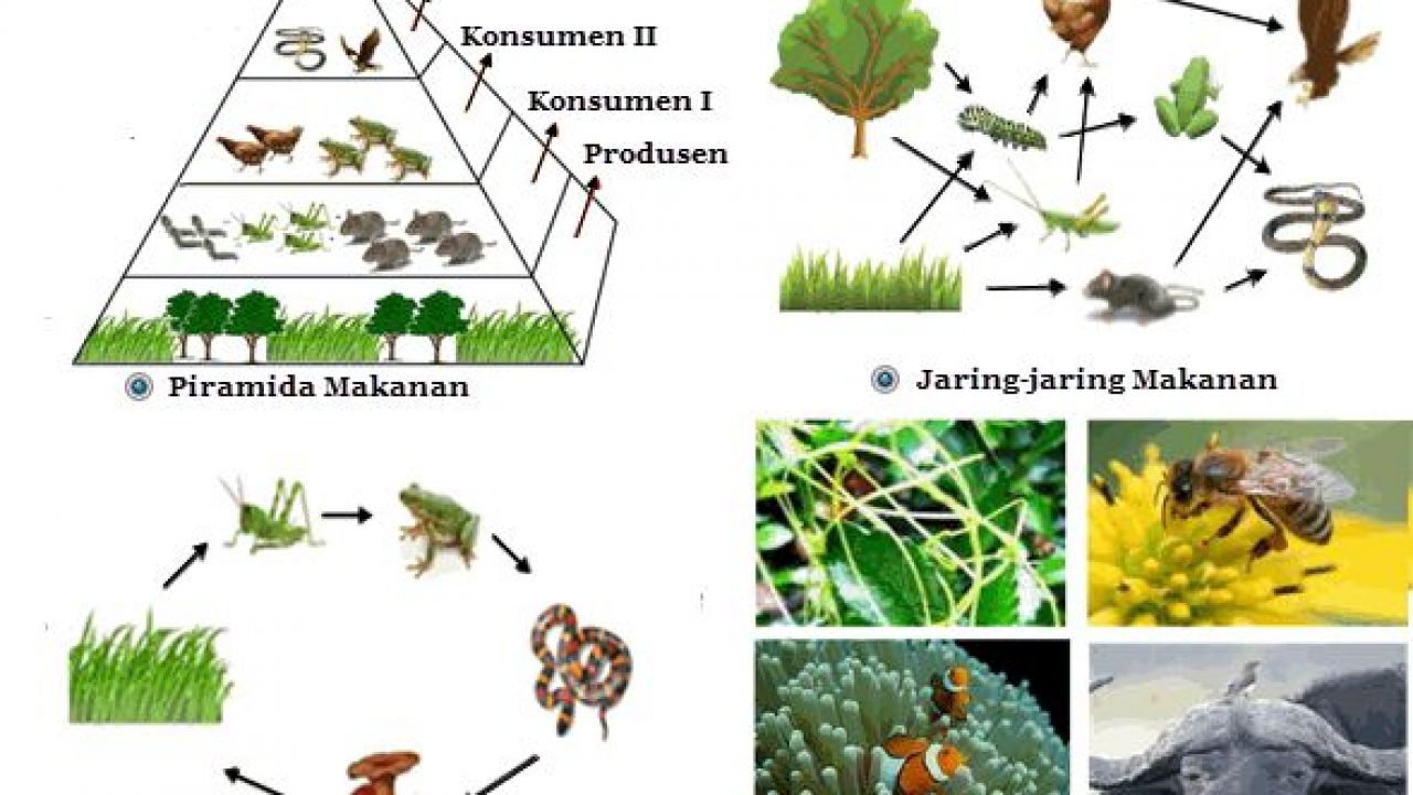 Detail Contoh Unsur Biotik Nomer 19