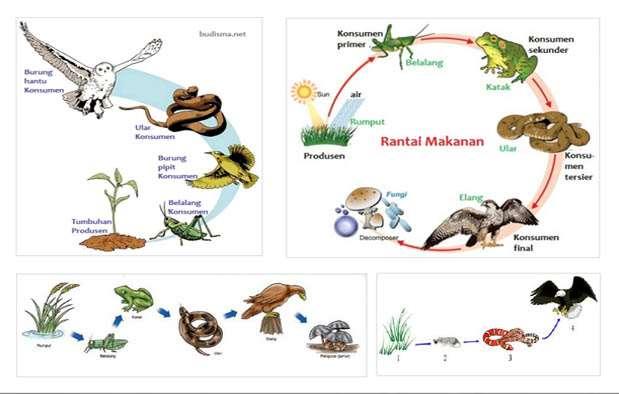 Detail Contoh Unsur Biotik Nomer 23