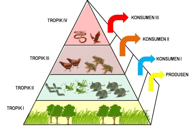 Detail Contoh Unsur Biotik Nomer 5