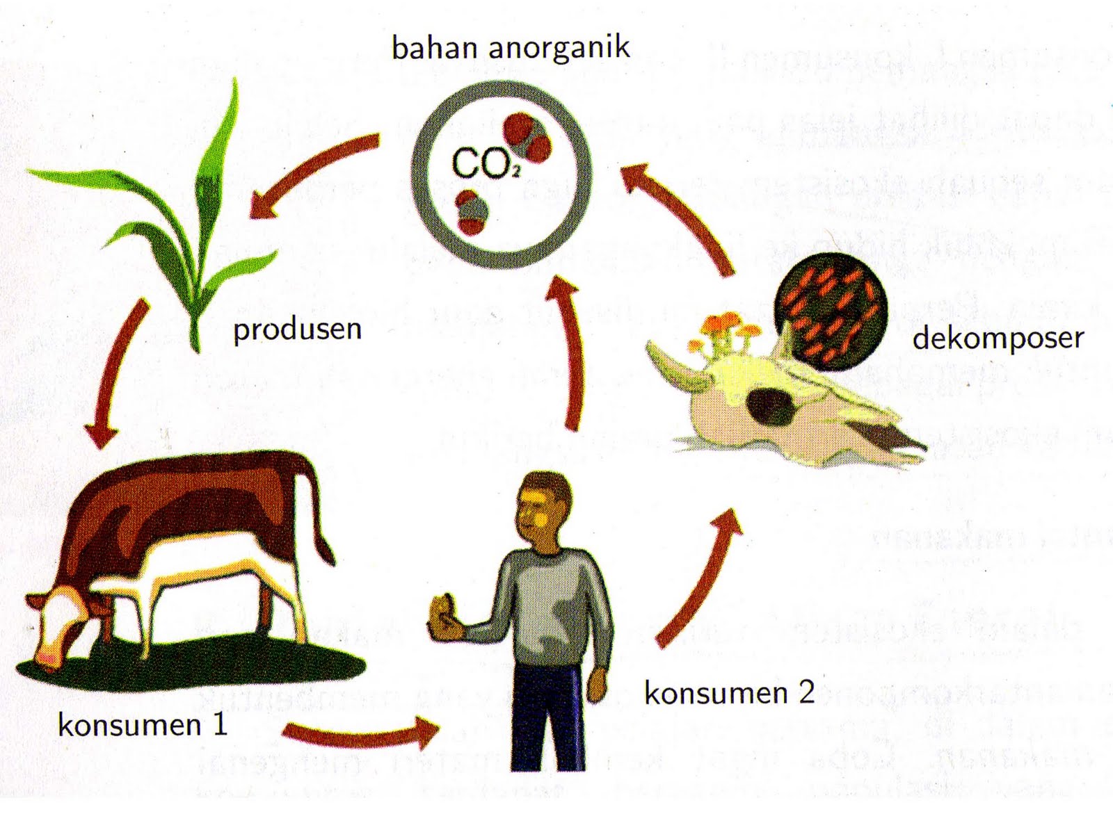 Detail Contoh Unsur Biotik Nomer 9