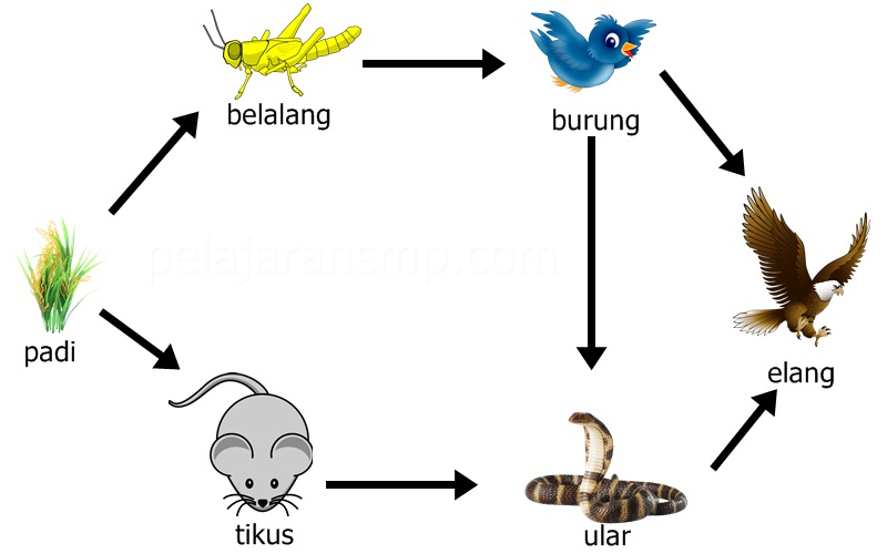 Detail Contoh Unsur Biotik Nomer 10