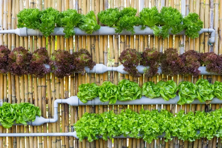 Detail Contoh Vertical Garden Nomer 34
