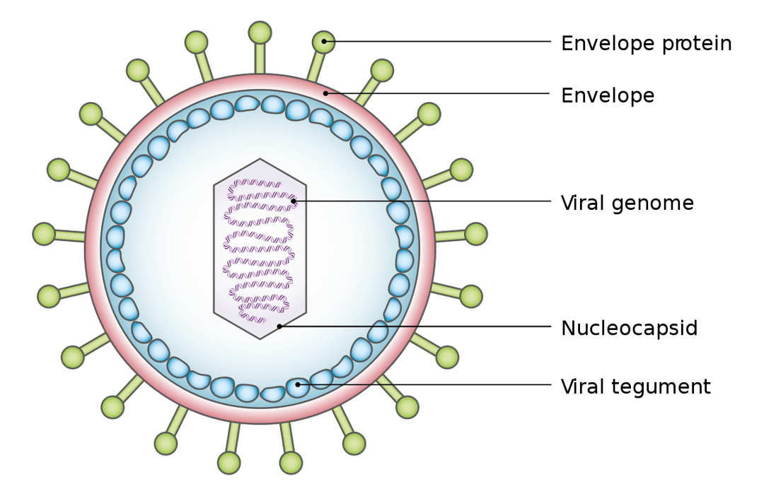 Detail Contoh Virus Rna Nomer 27