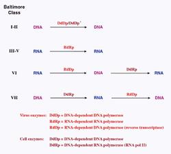 Detail Contoh Virus Rna Nomer 36