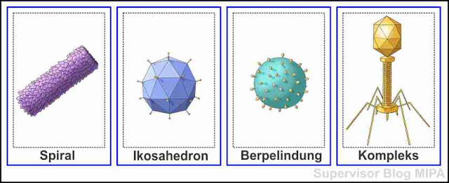 Detail Contoh Virus Rna Nomer 37