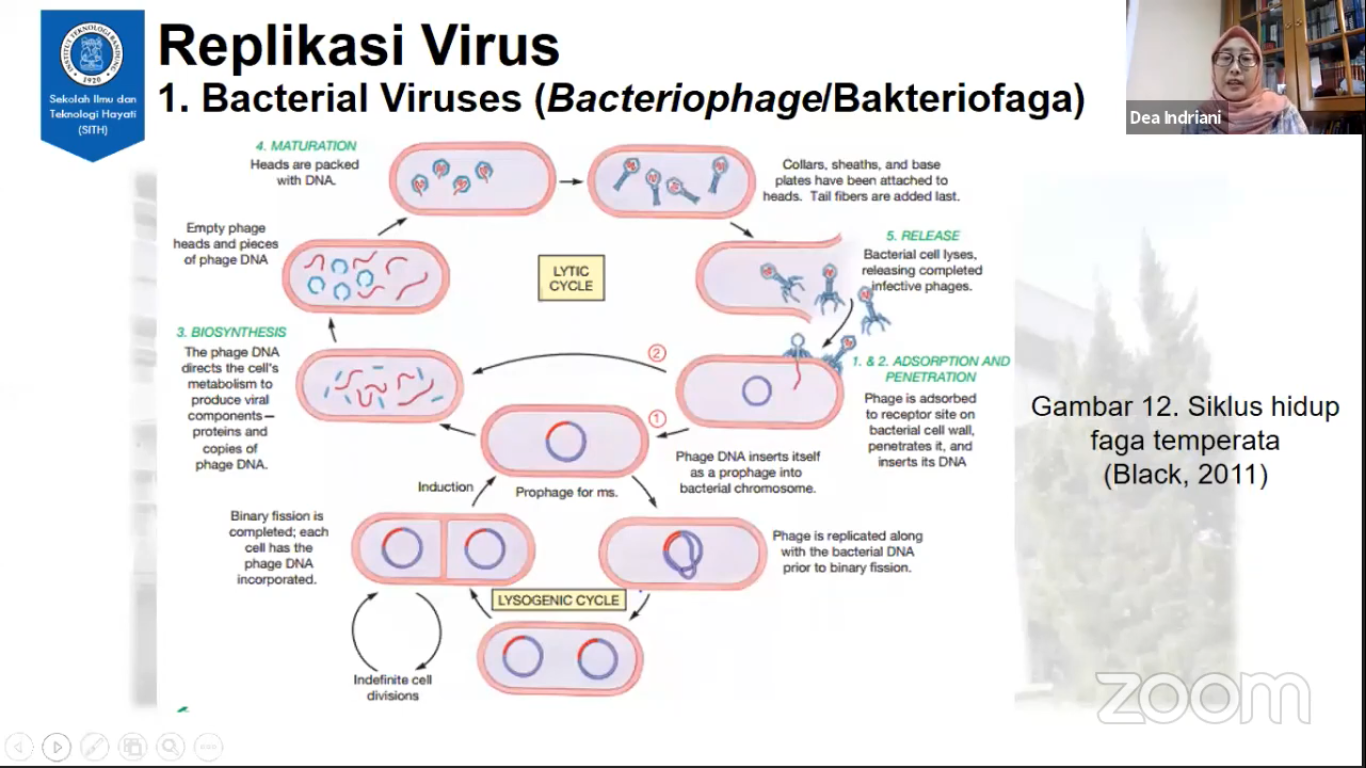 Detail Contoh Virus Rna Nomer 44