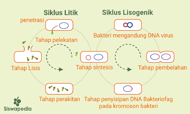 Detail Contoh Virus Rna Nomer 48