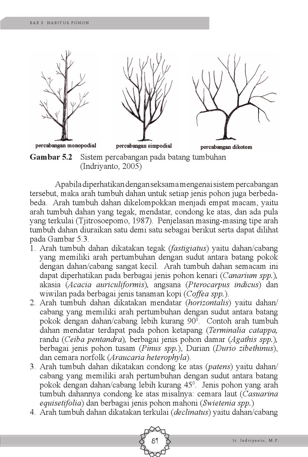 Detail Gambar Percabangan Pada Batang Nomer 2